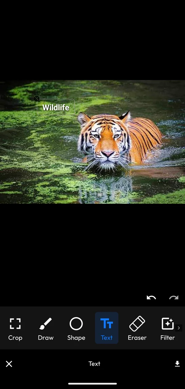 Photo editor with a text overlay added to a photo